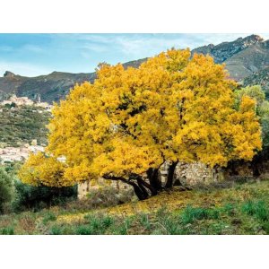 Javor francúzsky (Acer monspessulanum) - výška 40-70 cm, kont. C3L